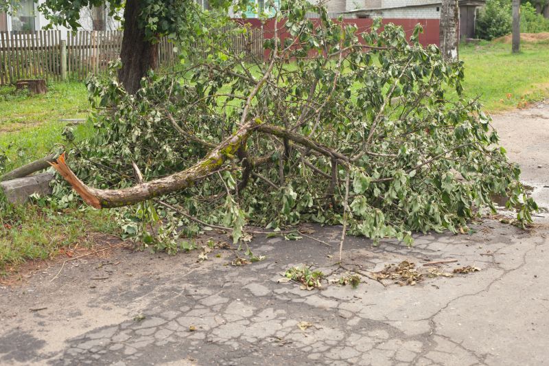 Fallen Tree on Sidewalk