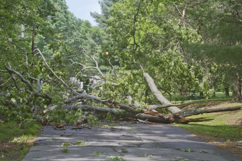 Fallen Tree Blocking Path