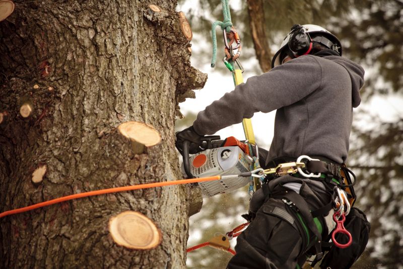 Arborist in Action