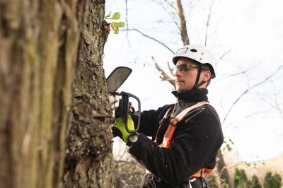 Black Friday Tree Service Deals