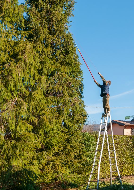 Holiday Season Tree Care