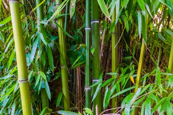 Bamboo Trimming in Austin