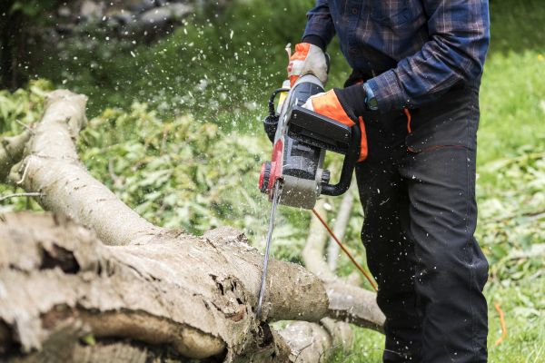 Branch Removal Service in Austin