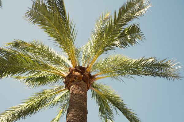 Palm Tree Pruning in Austin