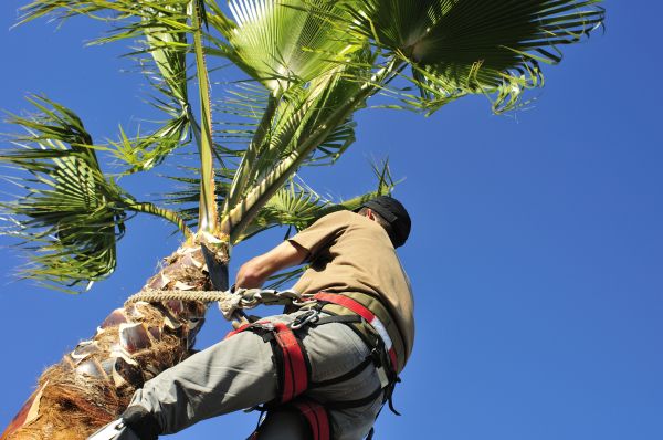 Palm Tree Trimming in Austin