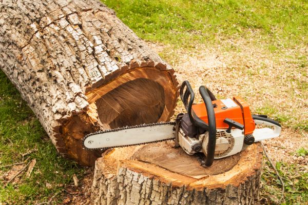 Tree Cutting Service in Austin