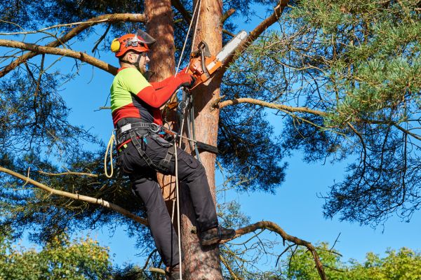 Tree Service in Austin