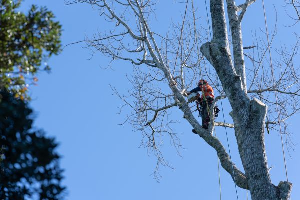 Tree Topping Service in Austin