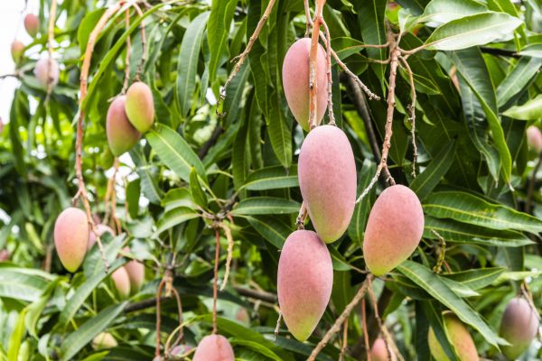 Mango Tree Trimming in Austin