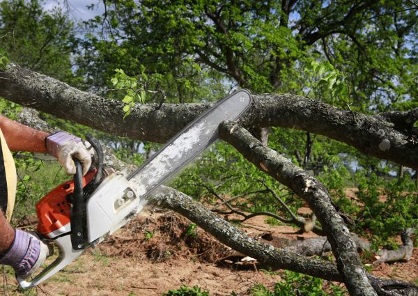 Tree Branch Cutting in Austin