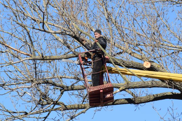 Cost of Emergency Tree Trimming in Austin