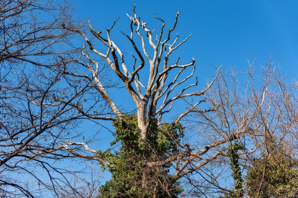 Cost of Deadwood Removal in Austin