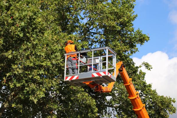 Commercial Tree Service in Austin