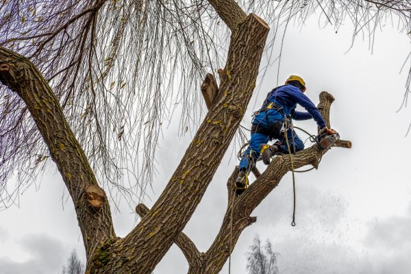 Tree Maintenance Service in Austin