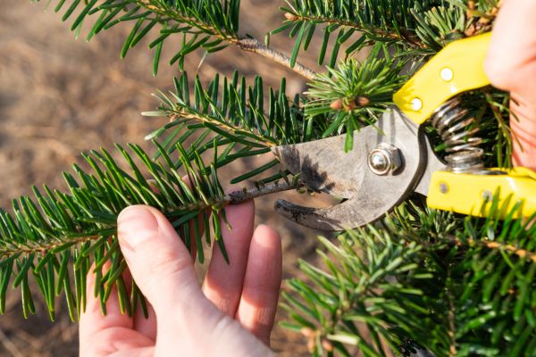Pine Tree Pruning in Austin
