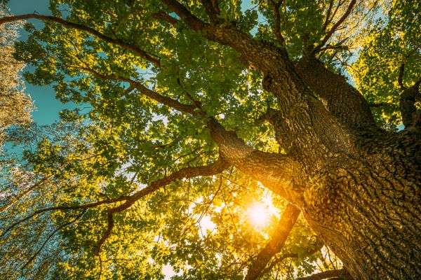 Oak Tree Pruning in Austin