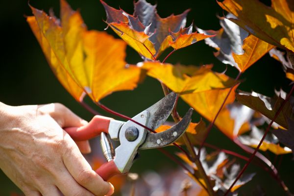 Maple Tree Pruning in Austin