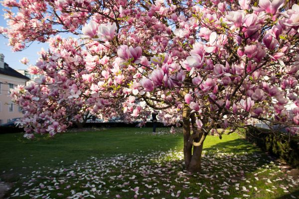 Magnolia Tree Pruning in Austin