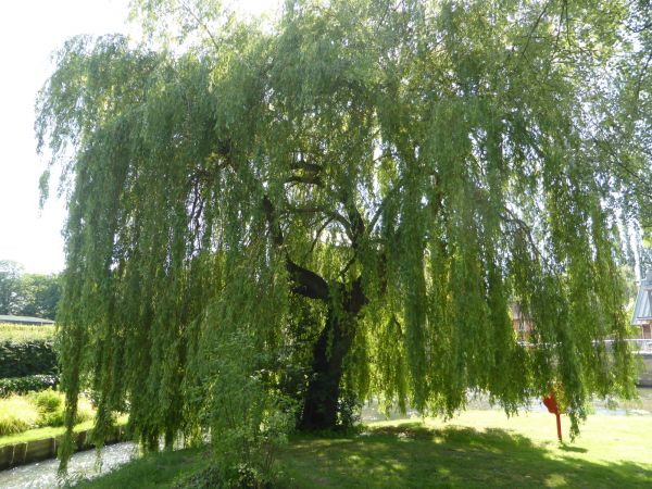Willow Tree Trimming in Austin