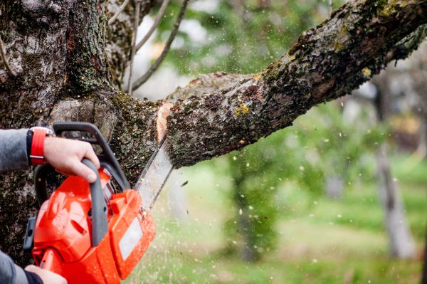 Tree Limbs Removal in Austin