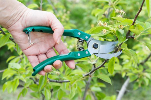 Pear Tree Pruning in Austin