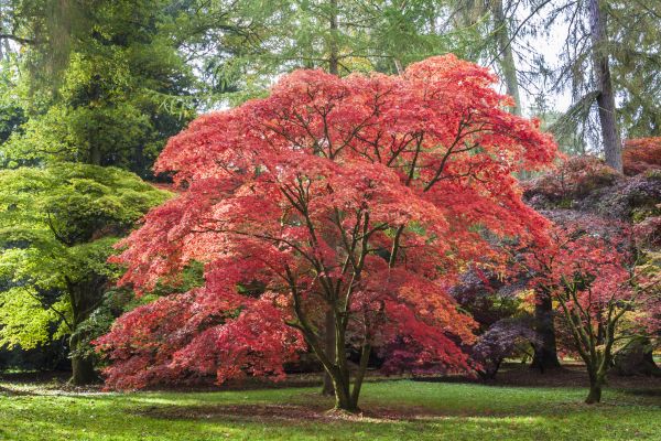 Japanese Maple Pruning in Austin