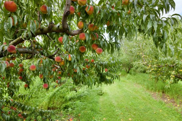 Peach Tree Pruning in Austin