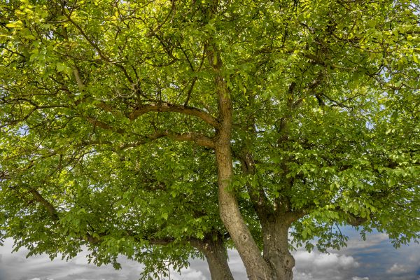 Walnut Tree Trimming in Austin