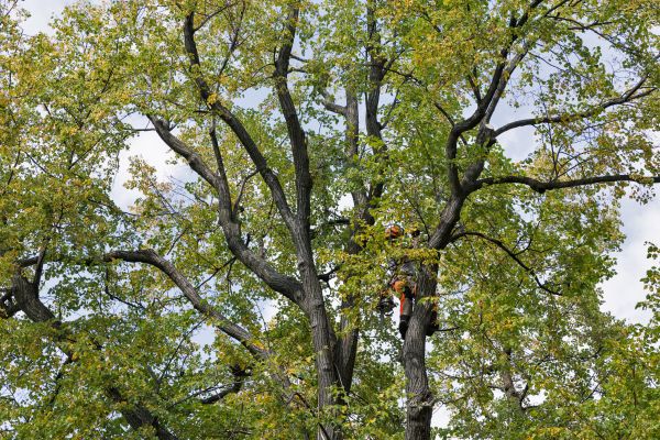 Tree Crown Shaping in Austin