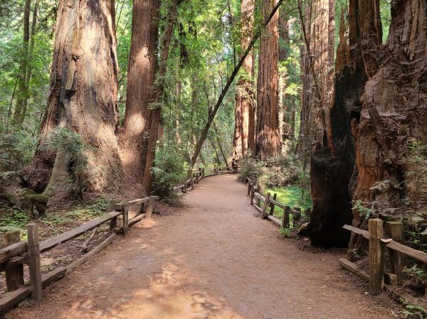 Redwood Tree Pruning in Austin