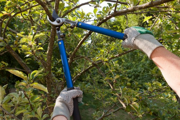 Residential Tree Pruning in Austin