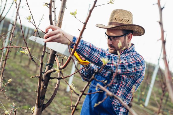 Cost of Orchard Tree Pruning in Austin