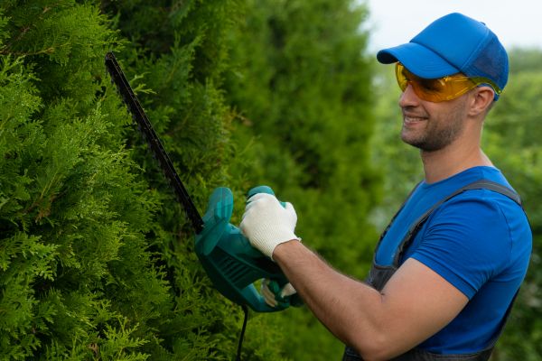 Cost of Tree Shaping Service in Austin