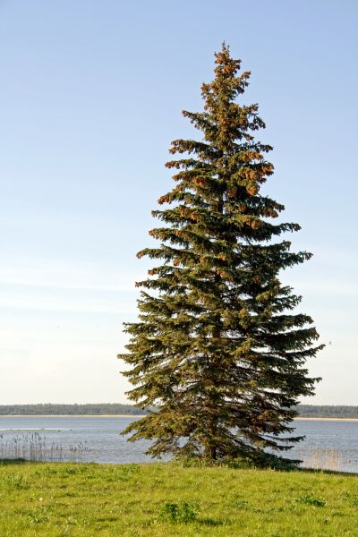 Spruce Tree Pruning in Austin