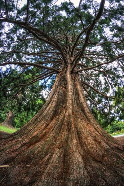 Cedar Tree Pruning in Austin
