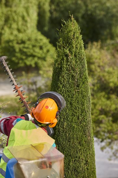 Cypress Tree Trimming in Austin