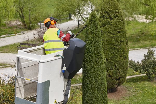 Cypress Tree Pruning in Austin
