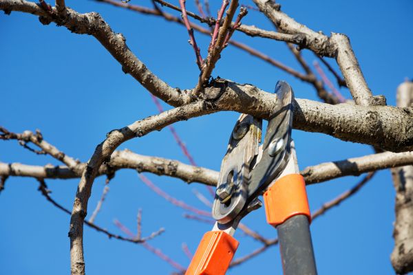 Peach Tree Trimming in Austin