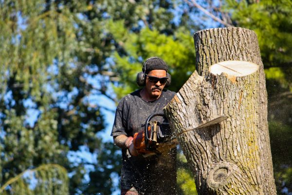 Ash Tree Pruning in Austin