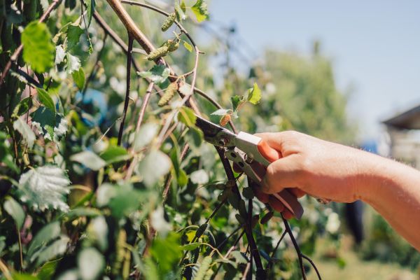 Birch Tree Pruning in Austin