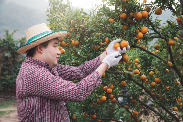 Orange Tree Pruning in Austin