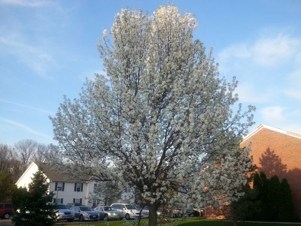Bradford Pear Tree Pruning in Austin