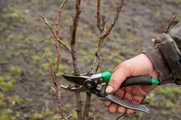 Pear Trees Pruning in Austin