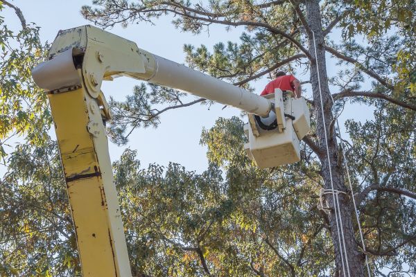 Cost of Limbs Trimming in Austin