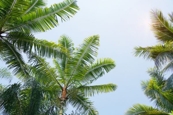 Cost of Queen Palm Tree Trimming in Austin