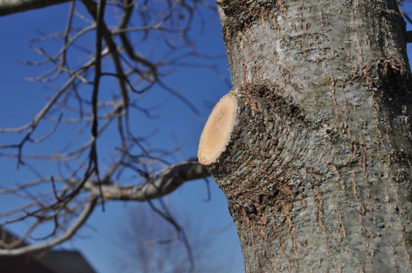 Limb Pruning in Austin