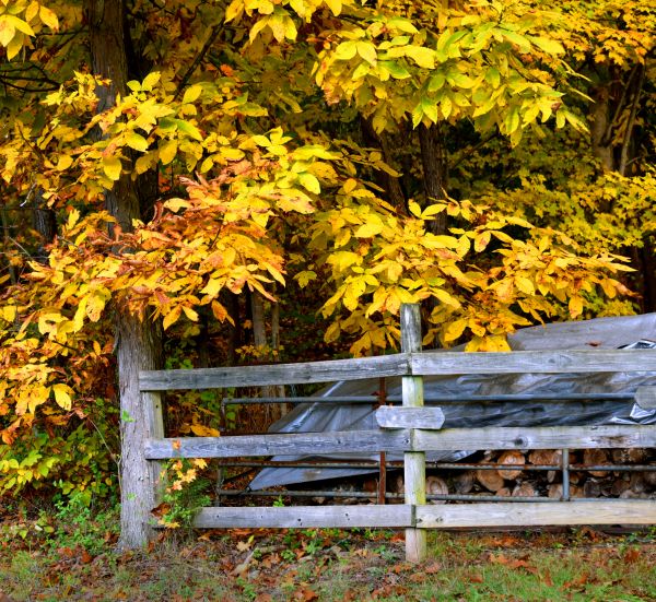 Cost of Hickory Tree Pruning in Austin