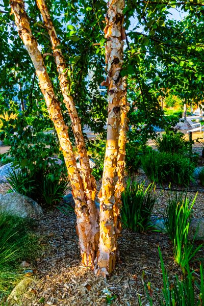 River Birch Trimming in Austin