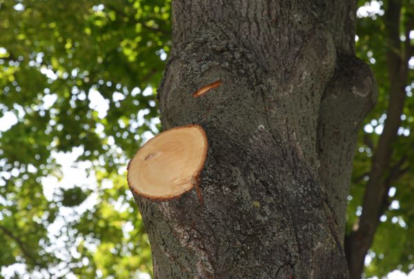 Limb Cutting in Austin