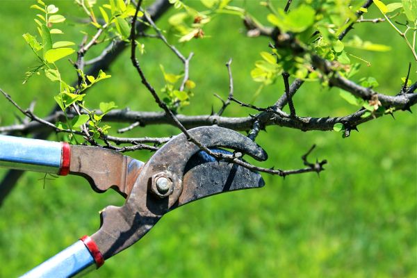 Branches Pruning in Austin